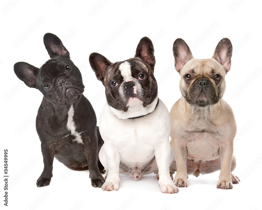 Расцветки французских бульдогов с фото three French Bulldogs in a row фотография Stock Adobe Stock