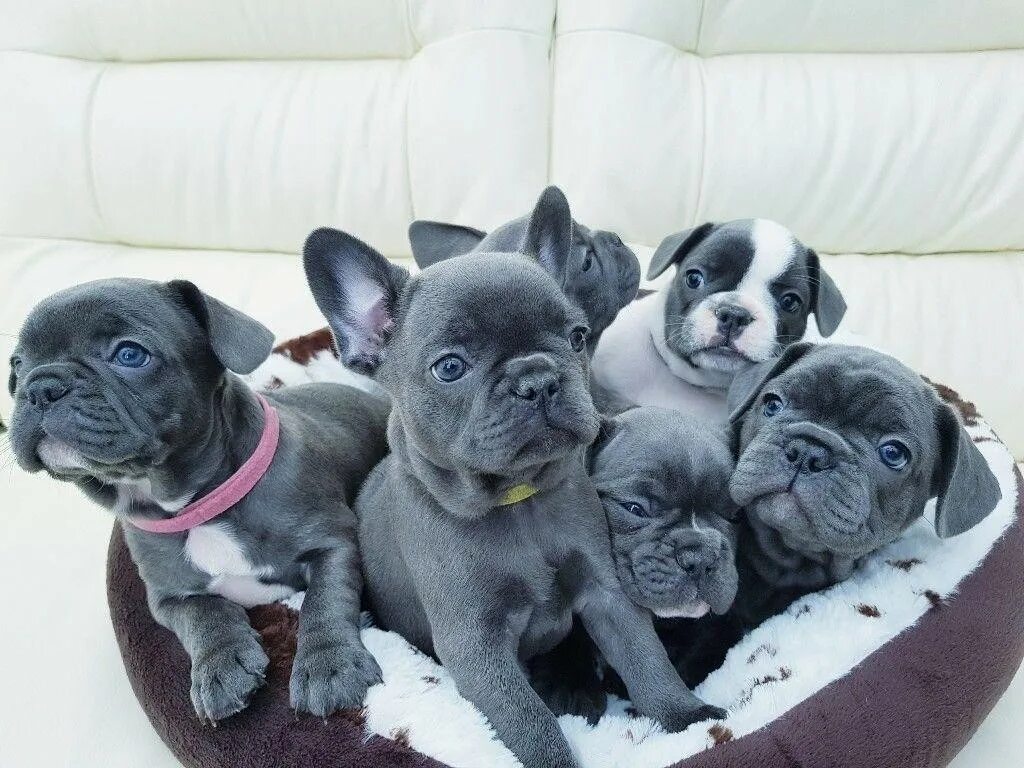 Расцветки французских бульдогов с фото Healthy French Bulldog Puppies Discount bellady.by