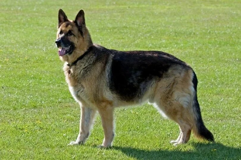 Расцветки овчарок фото German Shepherd History and Origin: Breed Background Hepper