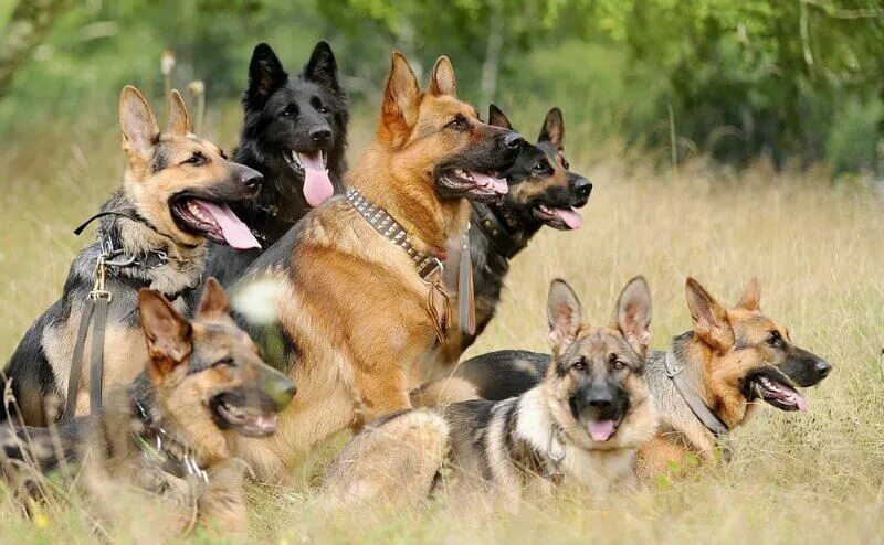 Расцветки овчарок фото The Many Colors of the German Shepherd Dog - German Shepherd Country German shep