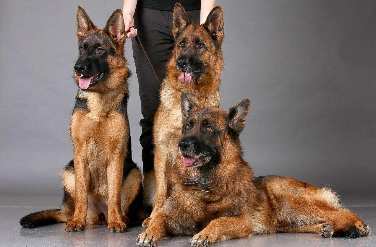 Расцветки овчарок фото Pin by The German Shepherd on German Shepherd:Part 32 German shepherd, Shepherd 