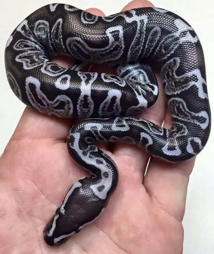 Расцветки змей фото и названия Pin on The Love of Snakes Snake, Pet snake, Ball python