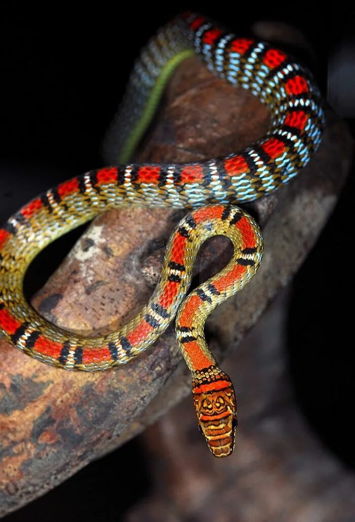 Расцветки змей фото и названия Летающая змея Chrysopelea pelias Pet snake, Beautiful snakes, Cute reptiles