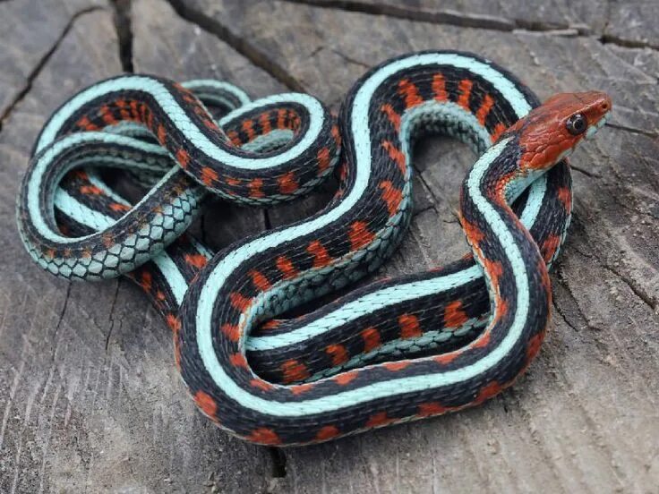 Расцветки змей фото и названия to my California Red-sided Garter Snake ... Garter snake, Pet snake, Cute snake