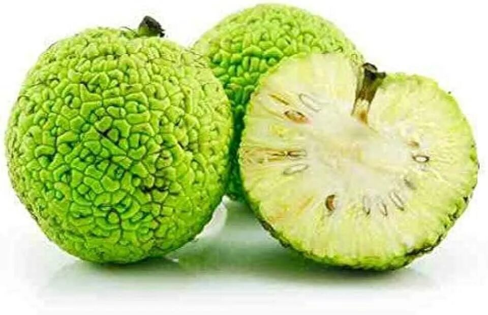 Растение адамово яблоко фото Amazon.com: Hedge Apples