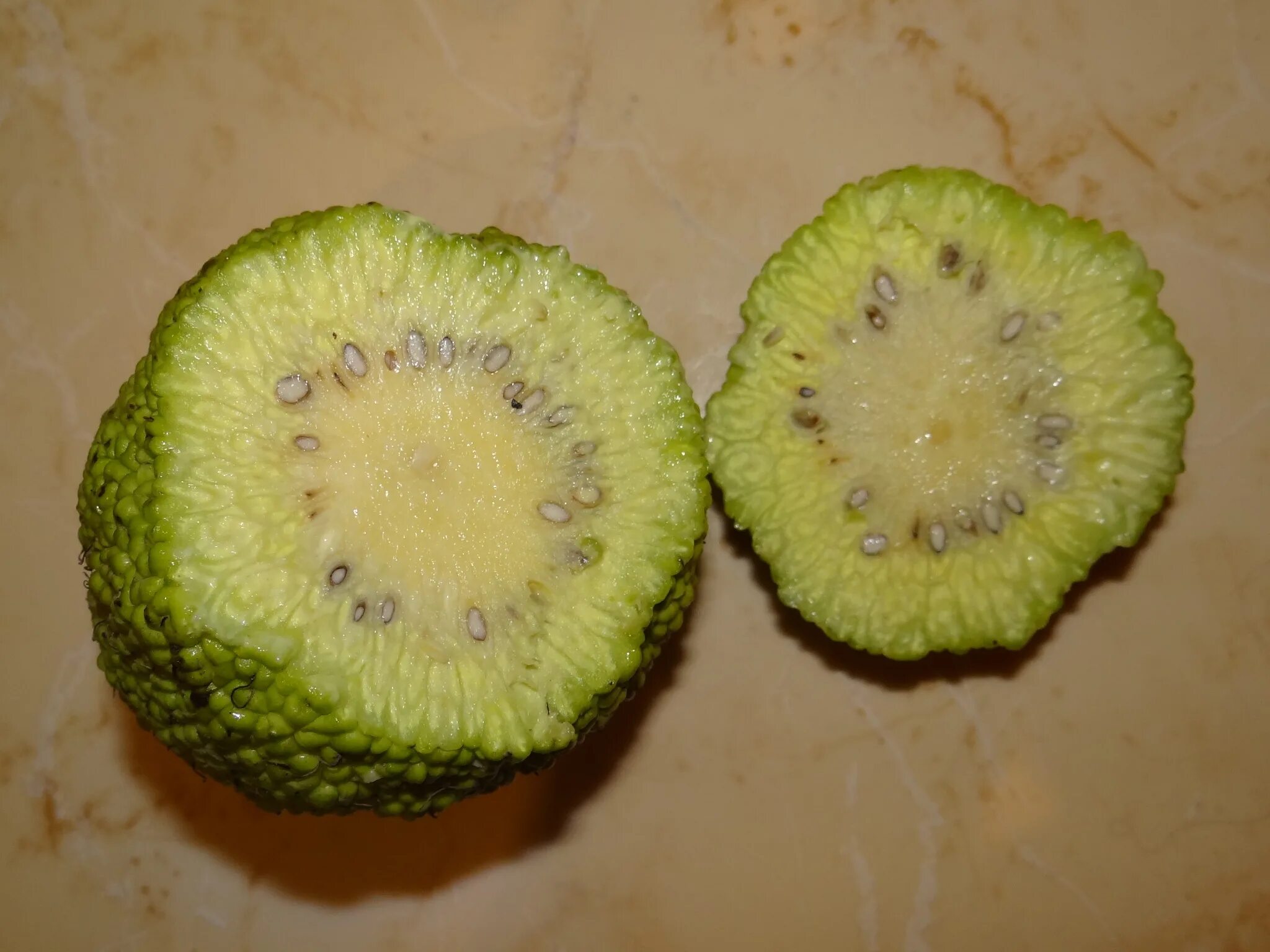 Растение адамово яблоко фото и применение File:Maclura pomifera slices.JPG - Wikimedia Commons