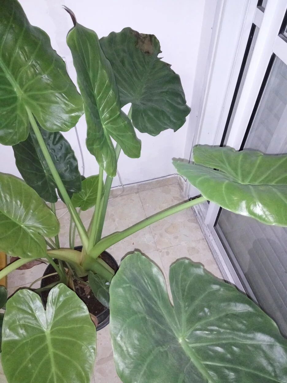 Растение арма как выглядит indoors - yellowing leaves and black leaf parts on alocasia - Gardening & Landsc