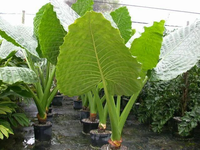 Растение арма как выглядит Giant Elephant Ear 2 Trees to plant, Plants, Live plants