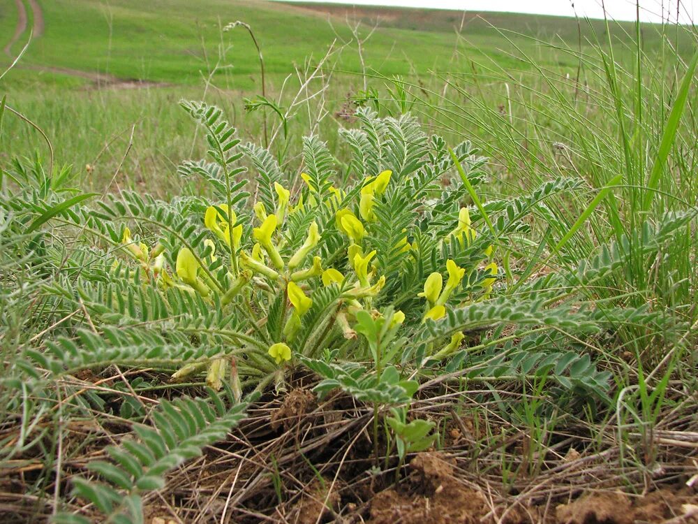 Растение астрагал как выглядит Astragalus henningii - Изображение особи - Плантариум