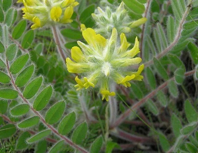 Растение астрагал как выглядит Pin on Лікарські рослин medicinal plants