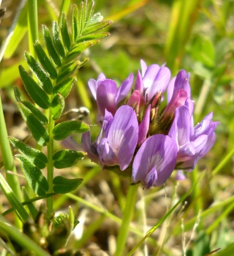 Растение астрагал как выглядит Astragalus danicus - Image of an specimen - Plantarium