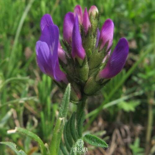 Растение астрагал как выглядит Astragalus danicus 15+ PCS fresh seeds, Purple milk-vetch seeds, Astragalus eBay