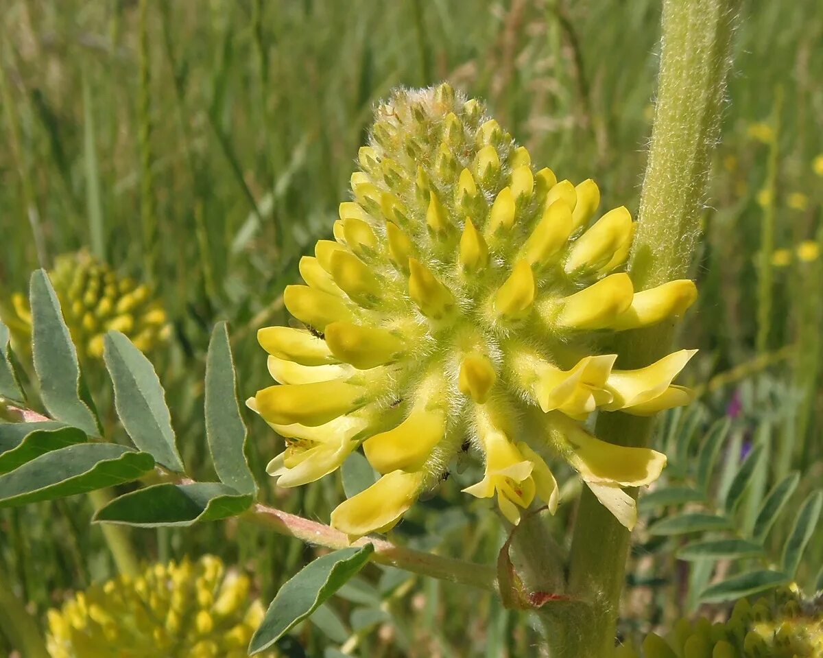 Растение астрагал как выглядит Astragalus ponticus - Image of an specimen - Plantarium