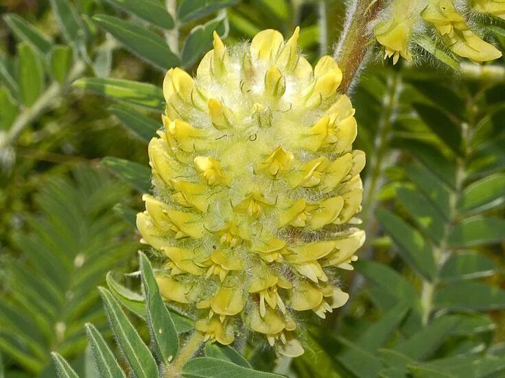 Растение астрагал как выглядит Fabaceae - Astragalus centralpinus-001 Astragalus, Wild flowers, Beans