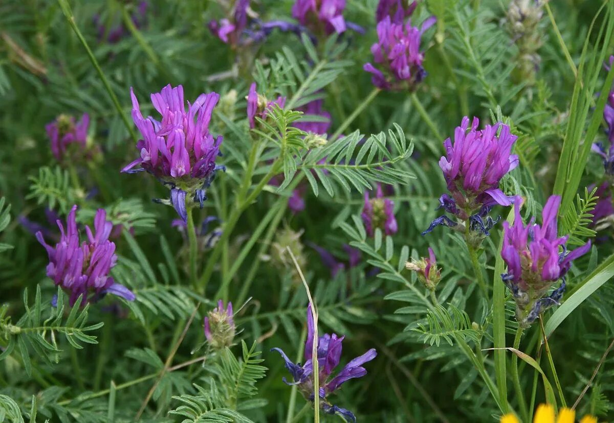 Растение астрагал как выглядит Файл:Astragalus onobrychis 1.jpg - Вікіпедія