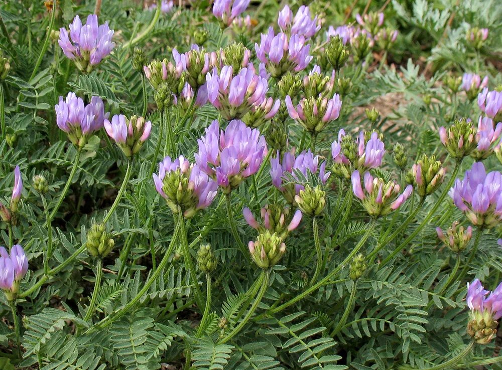 Растение астрагал как выглядит Astragalus danicus - Image of an specimen - Plantarium