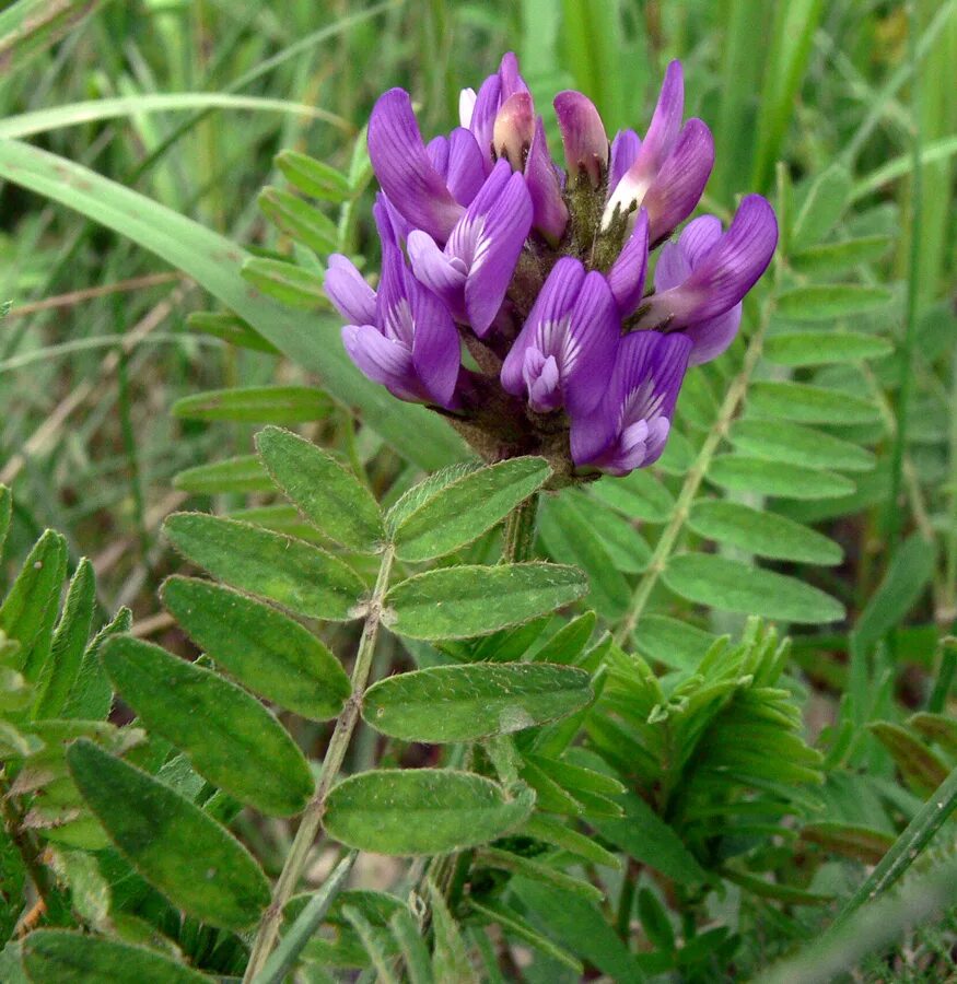 Растение астрагал как выглядит Astragalus danicus - Image of an specimen - Plantarium