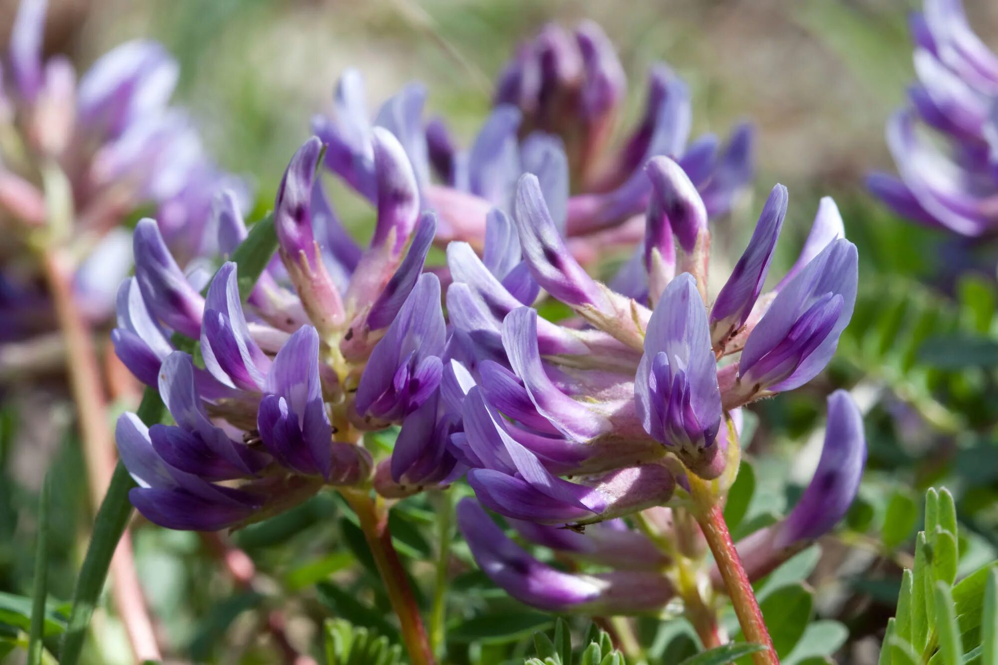 Растение астрагал как выглядит Astragalus bibullatus - Earth.com