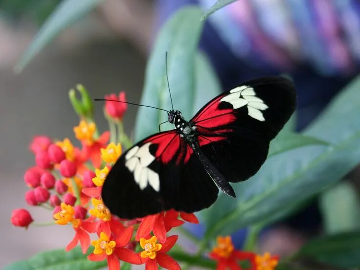 Растение бабочки фото Discover the Majestic Beauty of Rainforest Butterflies