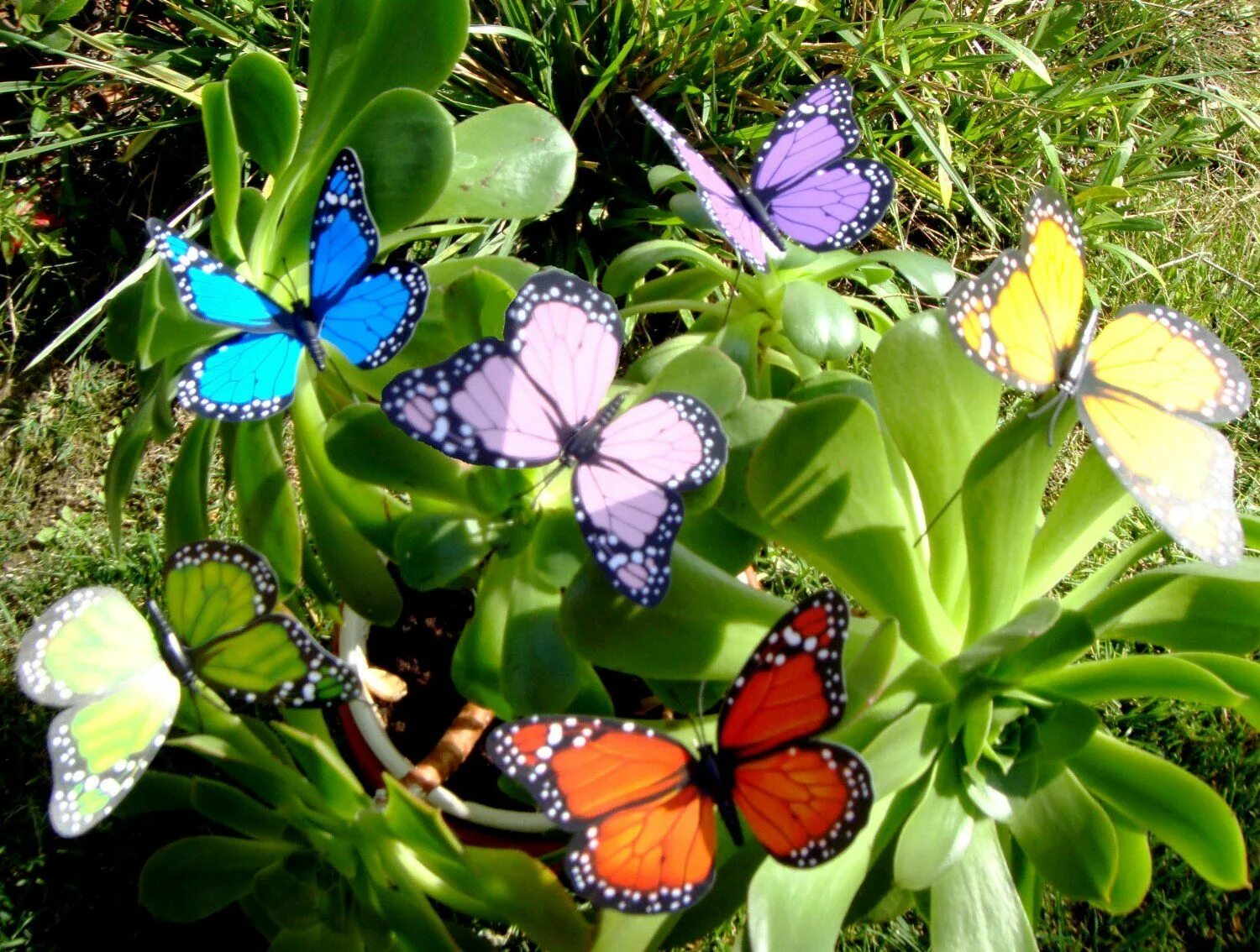 Растение бабочки фото Butterfly Garden Ornaments & Patio Décor (to be placed around house in plants or