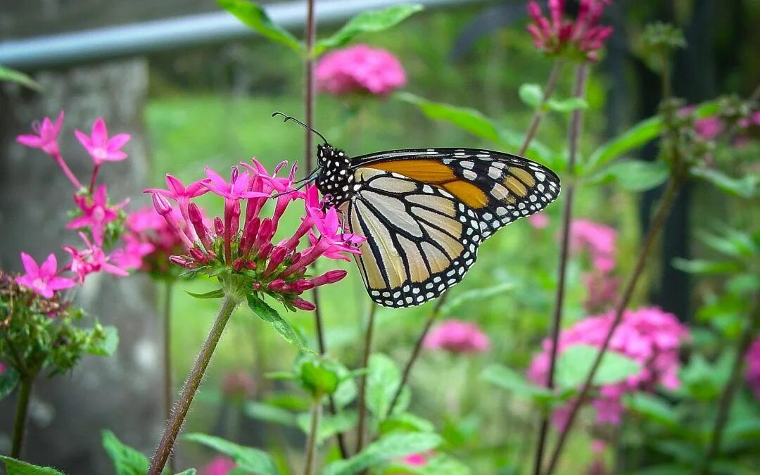 Растение бабочки фото Attract and Nurture Butterflies in a Sunny Garden em 2024