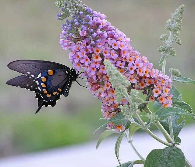 Растение бабочки фото File:Butterfly feeding from butterfly bush.jpg - Wikipedia