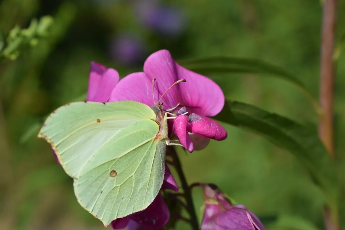 Растение бабочки фото Free Images : nature, blossom, white, flower, purple, petal, animal, summer, flo