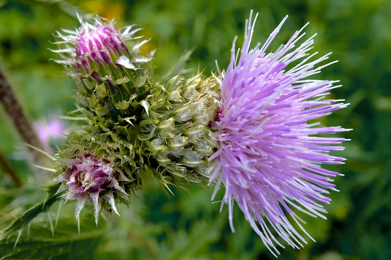 Растение бадяга как выглядит Cirsium polyacanthum - Image of an specimen - Plantarium