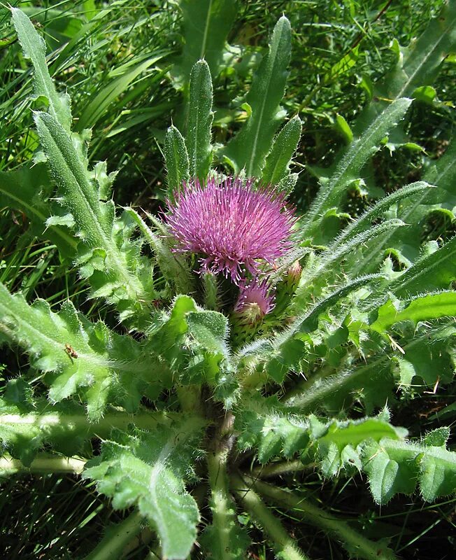 Растение бадяга как выглядит Cirsium esculentum - Image of an specimen - Plantarium