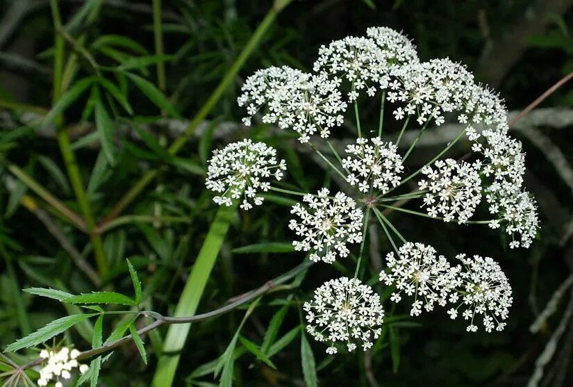 Растение болиголов фото и описание как выглядит Las 5 plantas mas venenosas del planeta