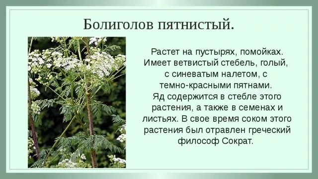 Растение болиголов фото и описание как выглядит Лекарственные, ядовитые и пищевые/сорные растения окрестностей города Черняховск