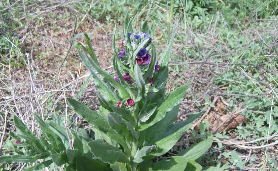 Растение чернокорень как выглядит Cynoglossum officinale - Image of an specimen - Plantarium