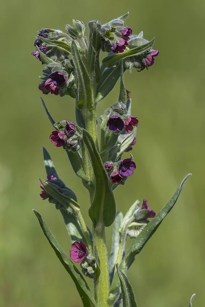 Растение чернокорень как выглядит Cynoglossum officinale - Изображение особи - Плантариум