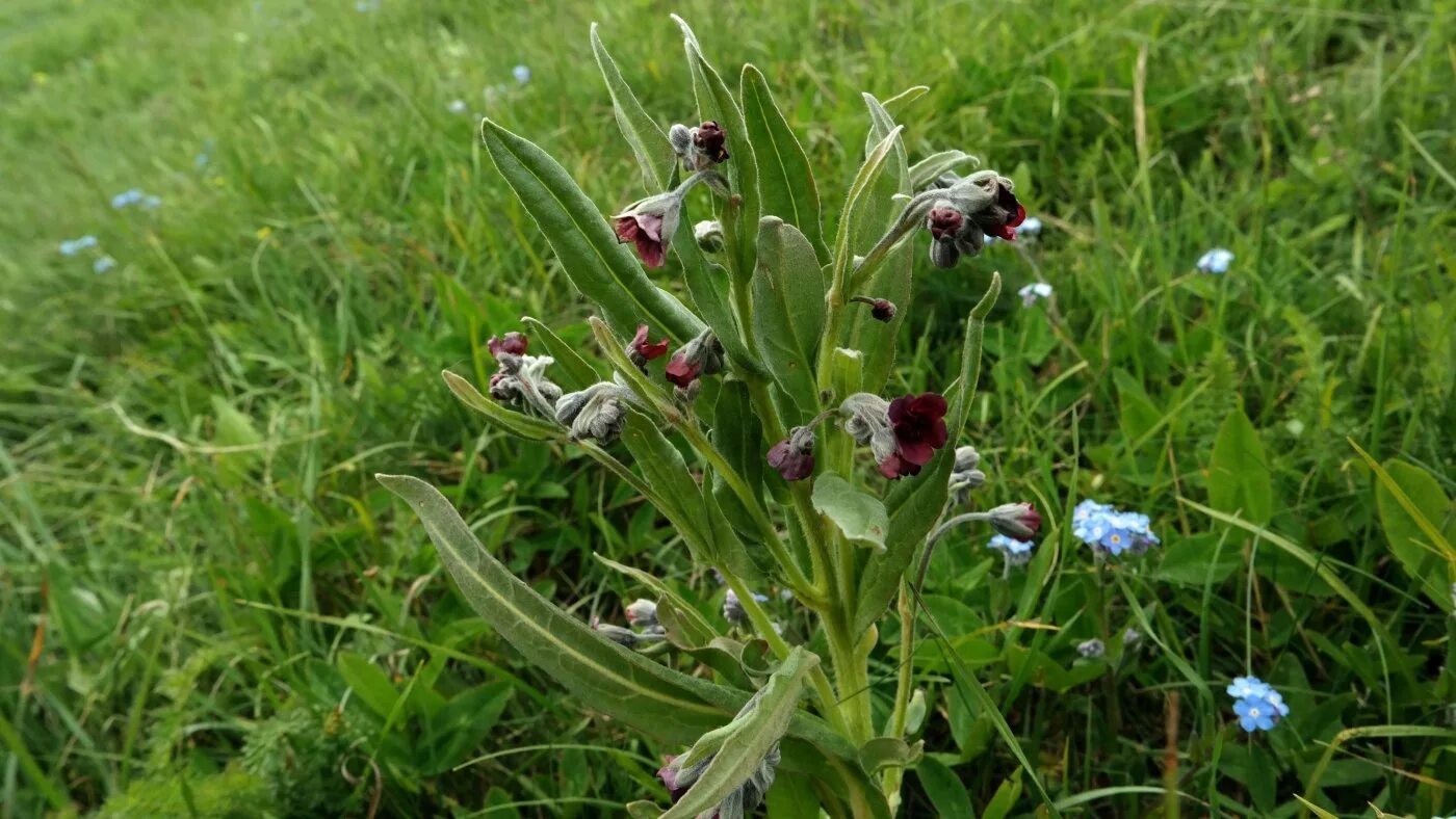 Растение чернокорень как выглядит Cynoglossum officinale - Image of an specimen - Plantarium