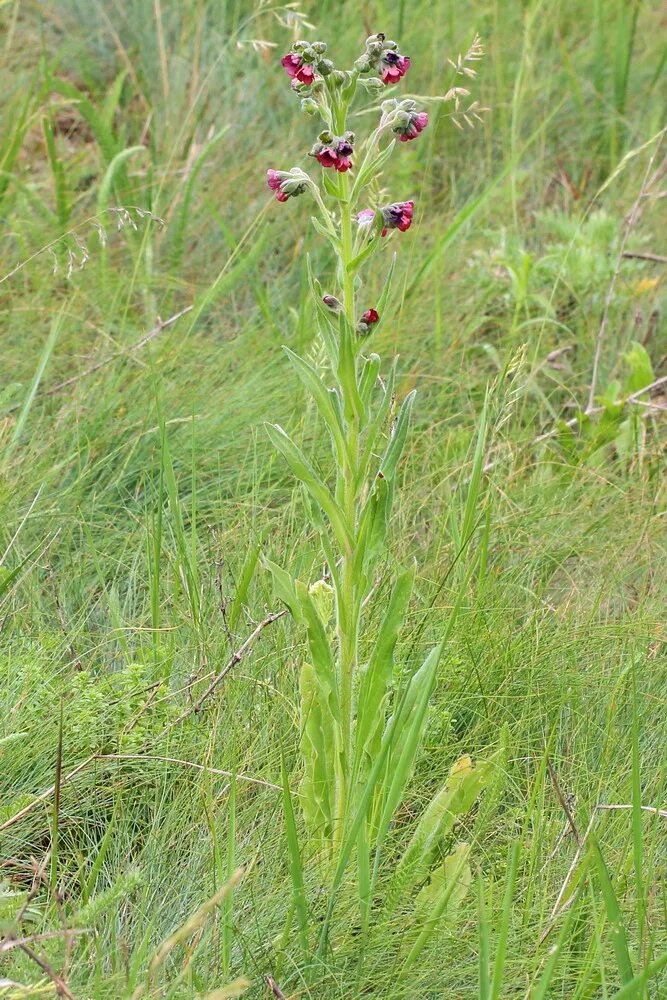 Растение чернокорень как выглядит Cynoglossum officinale - Image of an specimen - Plantarium