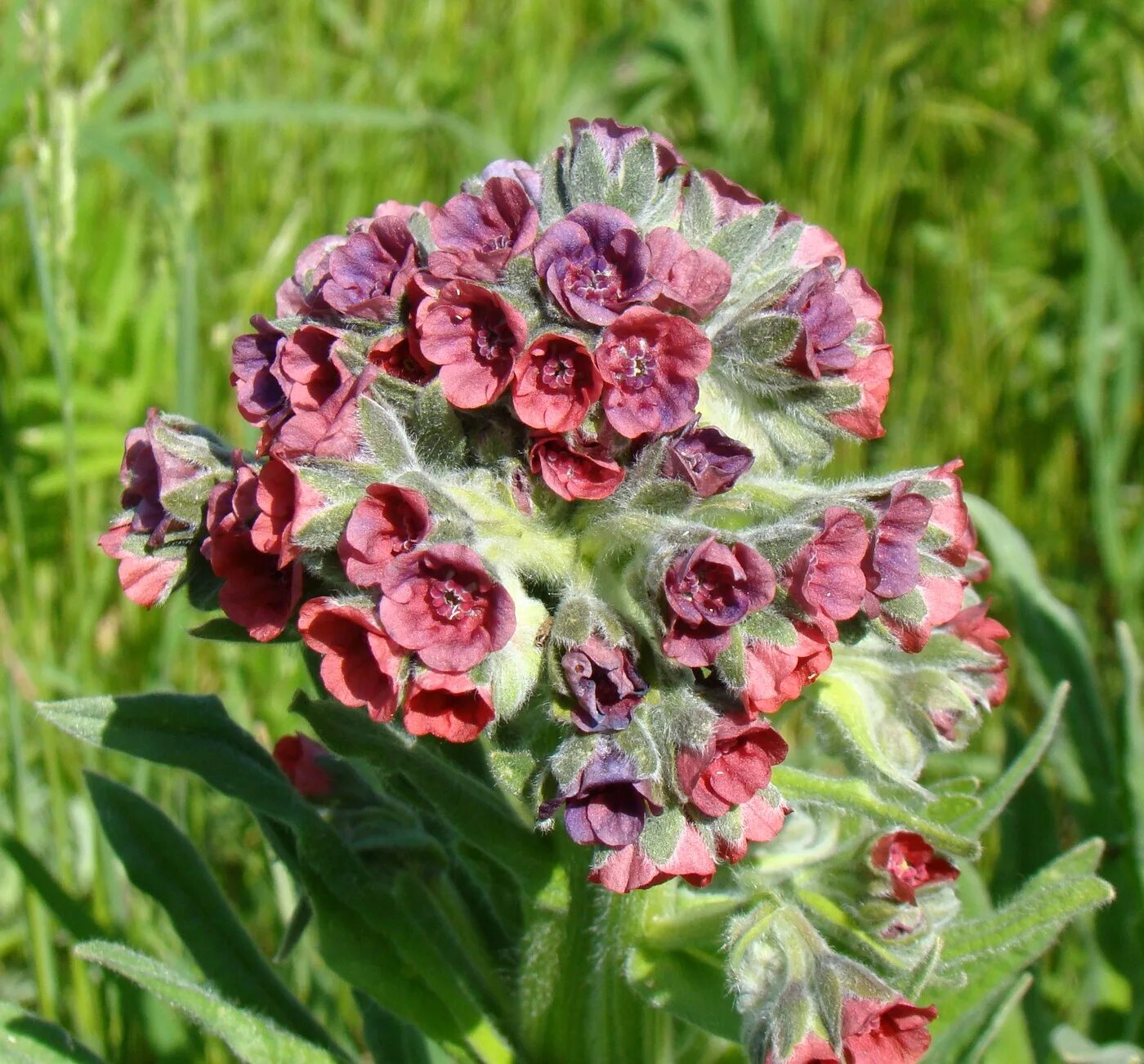 Растение чернокорень как выглядит Cynoglossum officinale - Image of an specimen - Plantarium