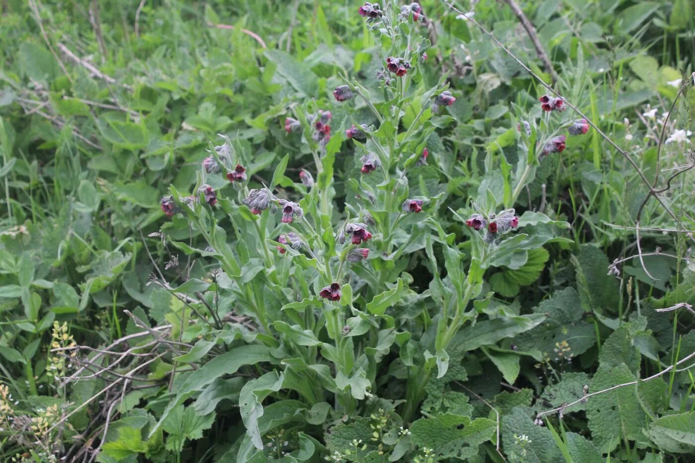 Растение чернокорень как выглядит и где произрастает Cynoglossum officinale - Image of an specimen - Plantarium