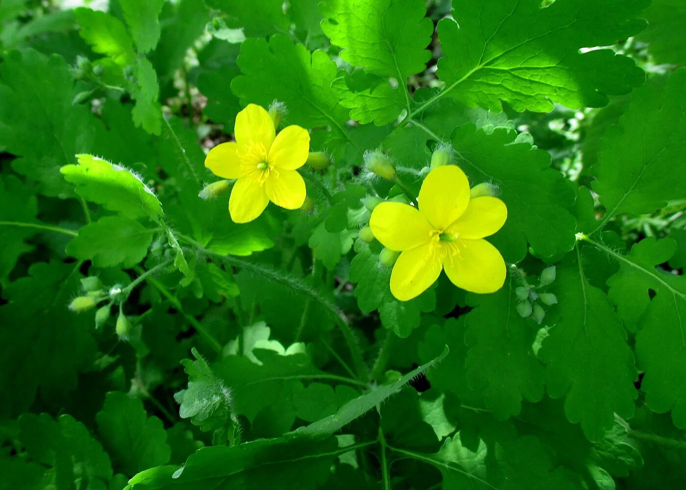 Растение чистотел фото как выглядит Chelidonium majus - Image of an specimen - Plantarium