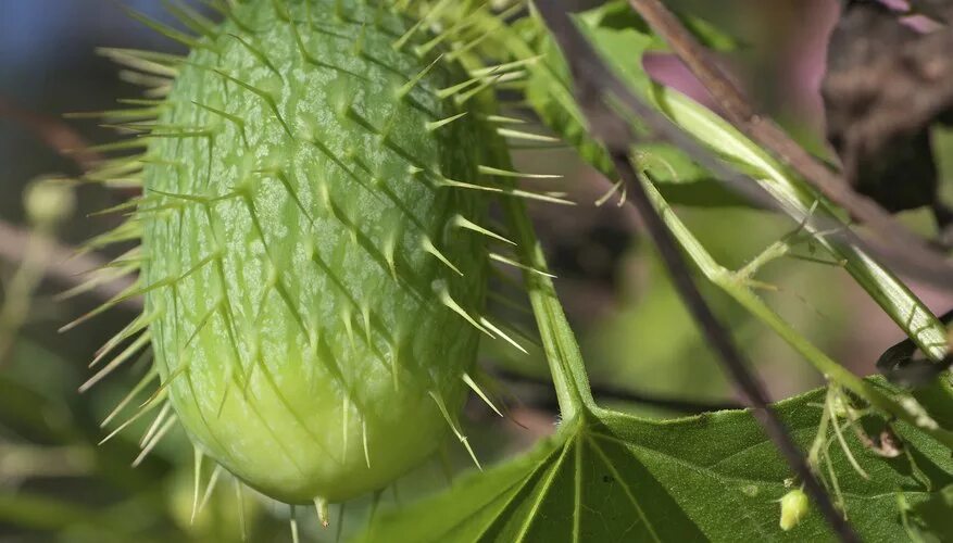 Растение дикий огурец фото Flowering Plants with Spiny Seed Pods Sciencing