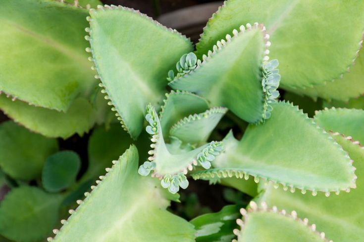 Растение доктор фото La Kalanchoe pianta di facile crescita con potere anticancro per il trattamento 