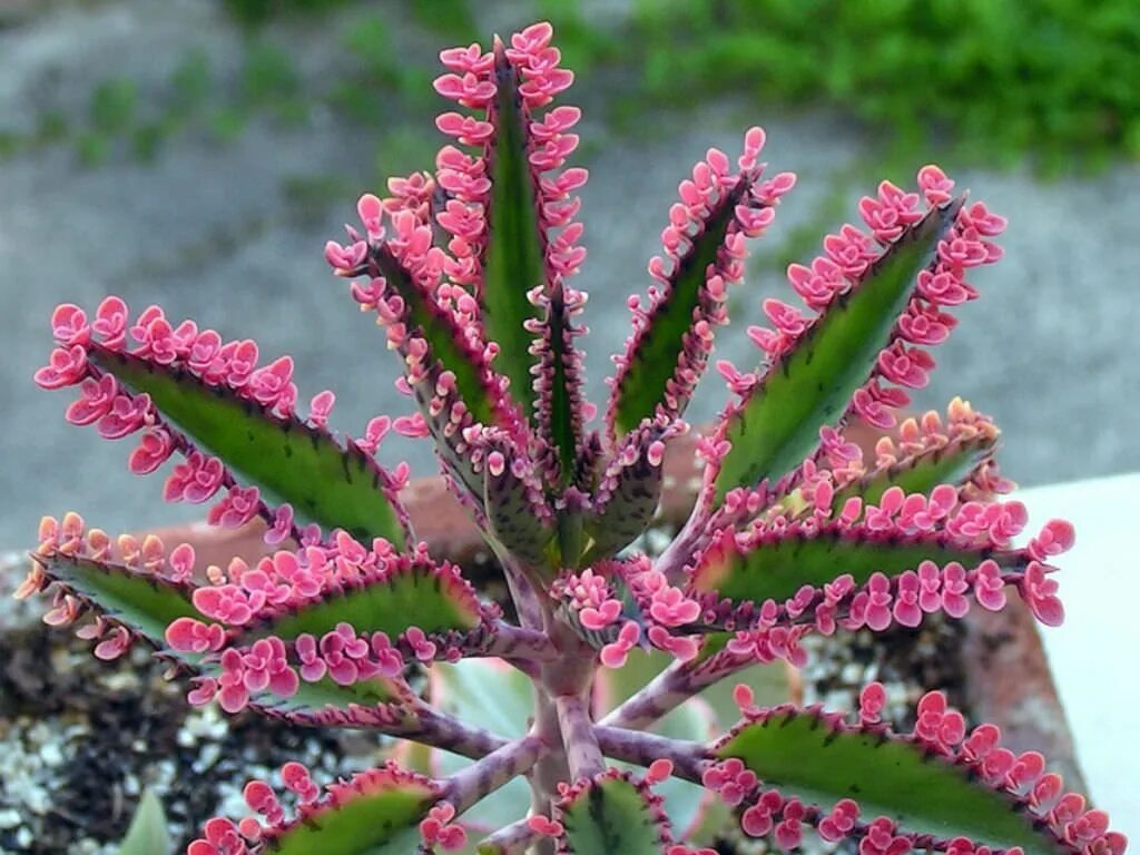 Растение доктор каланхоэ фото Kalanchoe 'Pink Butterflies' (Pink Mother of Thousands) - World of Succulents Ja