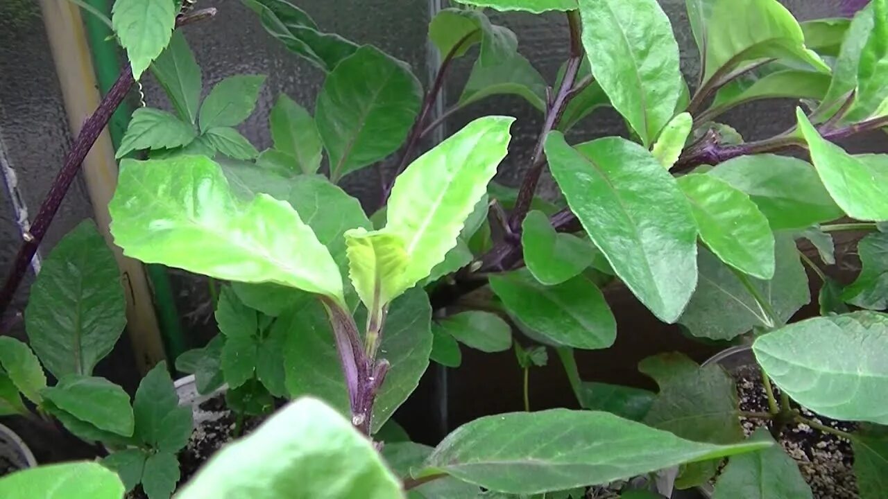 Растение дженура как выглядит Gynura Procumbens (Longevity Spinach) - YouTube