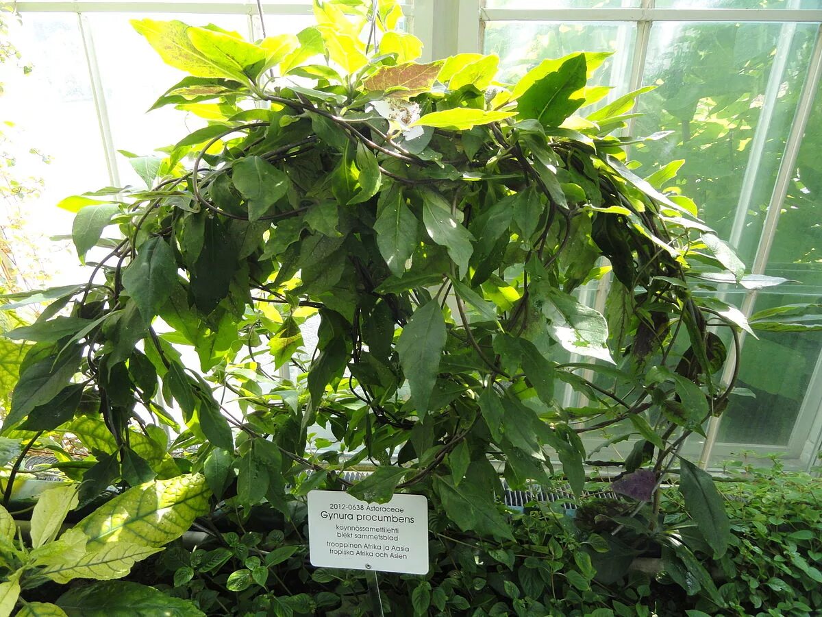 Растение дженура как выглядит File:Gynura procumbens - Botanical Garden in Kaisaniemi, Helsinki - DSC03650.JPG