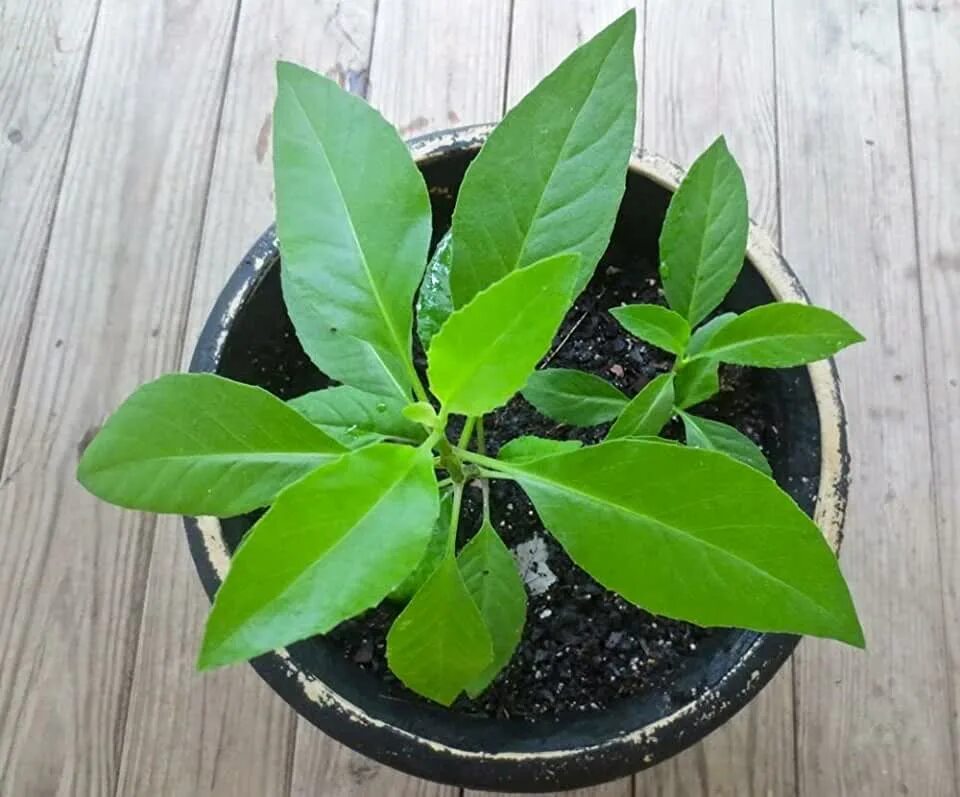 Растение дженура как выглядит Amazon.com: Gynura Procumbens