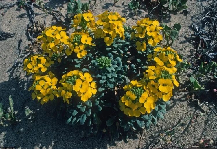 Растение эризимум фото и описание посадка Erysimum menziesii - Alchetron, The Free Social Encyclopedia