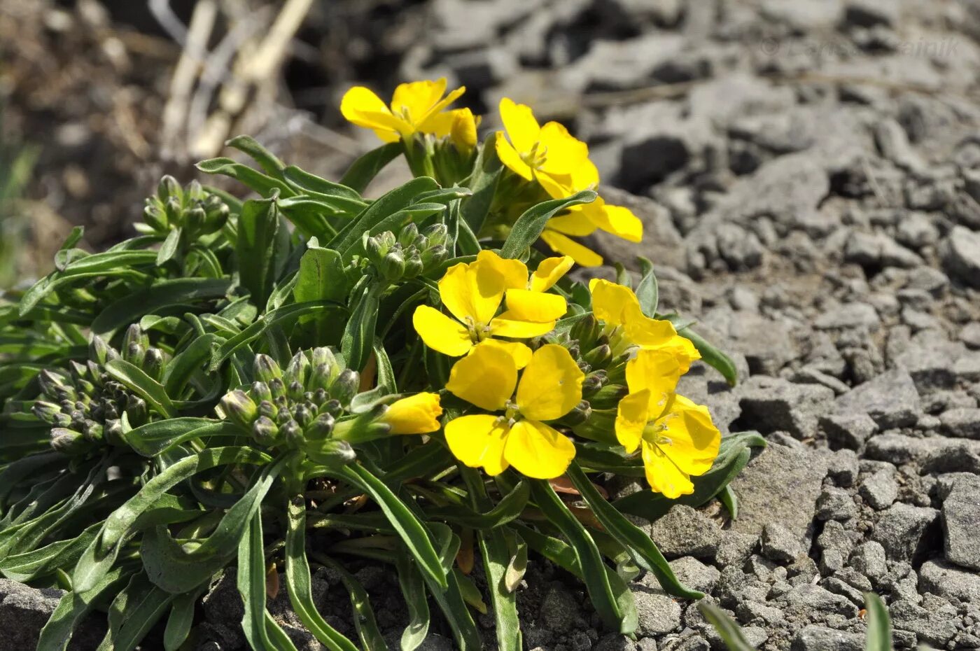 Растение эризимум фото и описание посадка Erysimum amurense - Image of an specimen - Plantarium