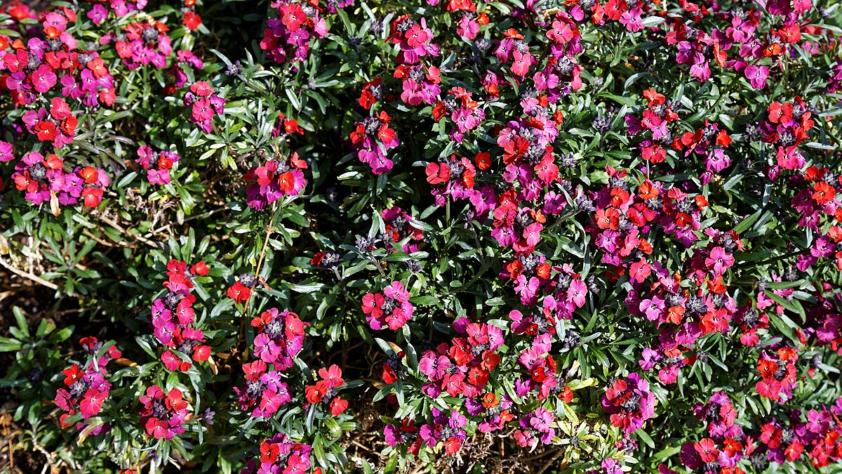 Растение эризимум фото и описание посадка File:Erysimum 'Red Jep' wallflower at RHS Garden Hyde Hall, Essex, England.jpg -