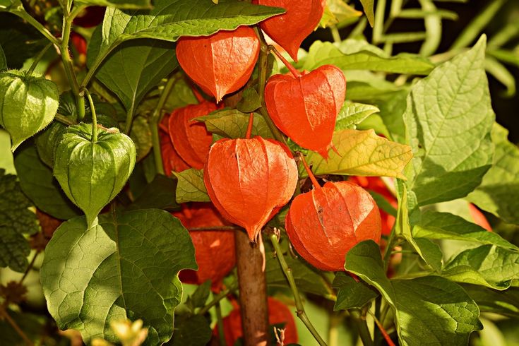 Растение физалис фото как выглядит How to Grow Chinese Lanterns Chinese lanterns plant, Chinese lanterns, Planting 