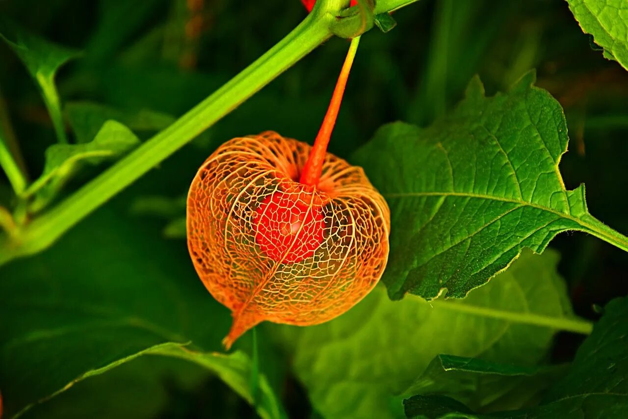 Растение физалис фото как выглядит Bladder Cherry Groundcherry Winter - Free photo on Pixabay