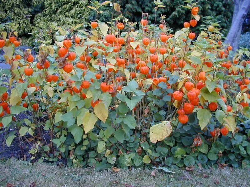 Растение физалис фото как выглядит Cambridge, England: Botanic Garden: Chinese Lantern Plantio de árvores, Plantas 